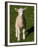 New Lamb, South Island, New Zealand-David Wall-Framed Premium Photographic Print