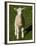 New Lamb, South Island, New Zealand-David Wall-Framed Premium Photographic Print