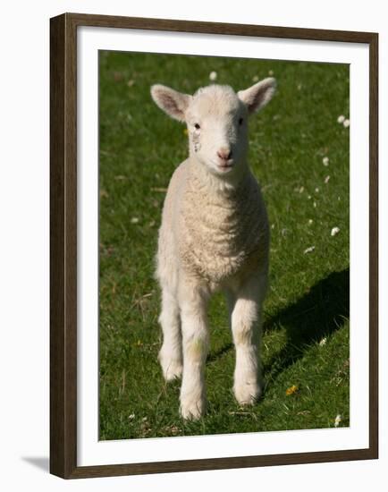 New Lamb, South Island, New Zealand-David Wall-Framed Premium Photographic Print