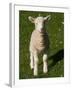 New Lamb, South Island, New Zealand-David Wall-Framed Premium Photographic Print