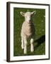 New Lamb, South Island, New Zealand-David Wall-Framed Premium Photographic Print