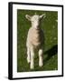 New Lamb, South Island, New Zealand-David Wall-Framed Premium Photographic Print