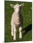 New Lamb, South Island, New Zealand-David Wall-Mounted Premium Photographic Print