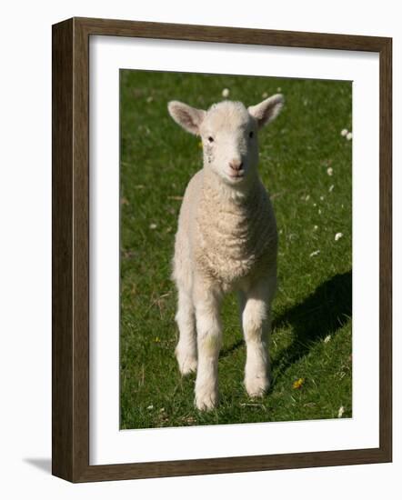 New Lamb, South Island, New Zealand-David Wall-Framed Photographic Print