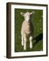 New Lamb, South Island, New Zealand-David Wall-Framed Photographic Print