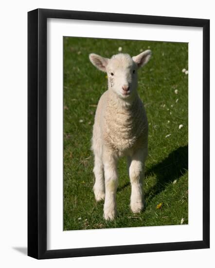 New Lamb, South Island, New Zealand-David Wall-Framed Photographic Print