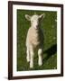 New Lamb, South Island, New Zealand-David Wall-Framed Photographic Print