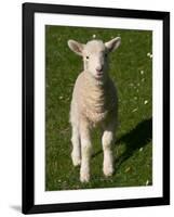 New Lamb, South Island, New Zealand-David Wall-Framed Photographic Print