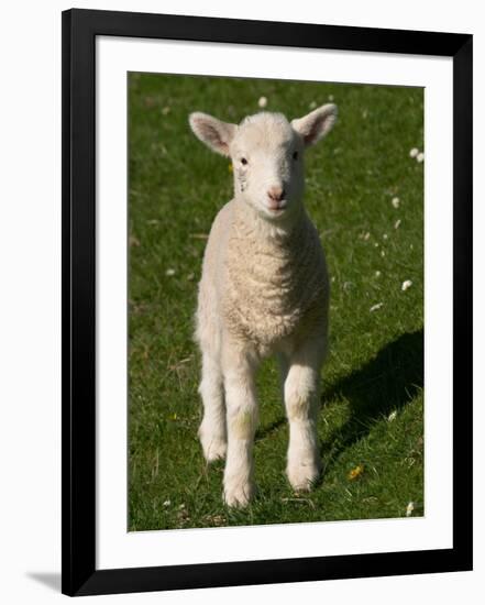 New Lamb, South Island, New Zealand-David Wall-Framed Photographic Print