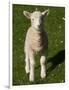 New Lamb, South Island, New Zealand-David Wall-Framed Photographic Print