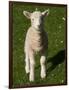 New Lamb, South Island, New Zealand-David Wall-Framed Photographic Print