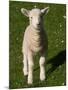 New Lamb, South Island, New Zealand-David Wall-Mounted Photographic Print