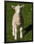 New Lamb, South Island, New Zealand-David Wall-Framed Photographic Print