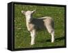 New Lamb, South Island, New Zealand-David Wall-Framed Stretched Canvas