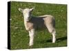 New Lamb, South Island, New Zealand-David Wall-Stretched Canvas