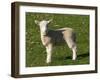 New Lamb, South Island, New Zealand-David Wall-Framed Premium Photographic Print