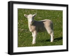 New Lamb, South Island, New Zealand-David Wall-Framed Premium Photographic Print