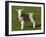 New Lamb, South Island, New Zealand-David Wall-Framed Premium Photographic Print