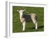 New Lamb, South Island, New Zealand-David Wall-Framed Premium Photographic Print