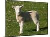 New Lamb, South Island, New Zealand-David Wall-Mounted Premium Photographic Print