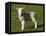 New Lamb, South Island, New Zealand-David Wall-Framed Stretched Canvas