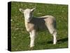 New Lamb, South Island, New Zealand-David Wall-Stretched Canvas