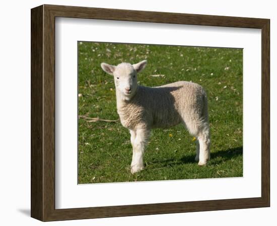 New Lamb, South Island, New Zealand-David Wall-Framed Photographic Print