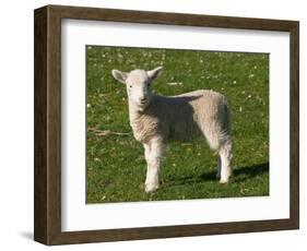 New Lamb, South Island, New Zealand-David Wall-Framed Photographic Print