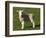 New Lamb, South Island, New Zealand-David Wall-Framed Photographic Print