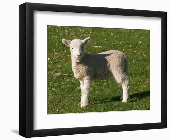 New Lamb, South Island, New Zealand-David Wall-Framed Photographic Print