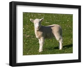 New Lamb, South Island, New Zealand-David Wall-Framed Photographic Print