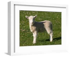 New Lamb, South Island, New Zealand-David Wall-Framed Photographic Print