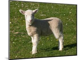 New Lamb, South Island, New Zealand-David Wall-Mounted Photographic Print