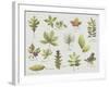 New Leaves I-Sandra Jacobs-Framed Giclee Print