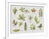 New Leaves I-Sandra Jacobs-Framed Giclee Print