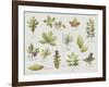 New Leaves I-Sandra Jacobs-Framed Giclee Print