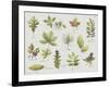 New Leaves I-Sandra Jacobs-Framed Giclee Print