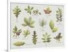 New Leaves I-Sandra Jacobs-Framed Giclee Print