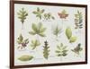 New Leaves I-Sandra Jacobs-Framed Giclee Print