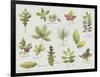 New Leaves I-Sandra Jacobs-Framed Giclee Print