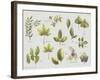 New Leaves II-Sandra Jacobs-Framed Giclee Print