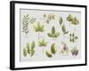 New Leaves II-Sandra Jacobs-Framed Giclee Print