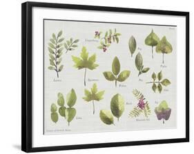 New Leaves II-Sandra Jacobs-Framed Giclee Print