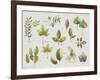 New Leaves II-Sandra Jacobs-Framed Giclee Print