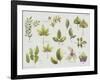 New Leaves II-Sandra Jacobs-Framed Giclee Print