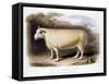 New Leicester (Dishle) Ram, 1842-null-Framed Stretched Canvas