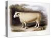 New Leicester (Dishle) Ram, 1842-null-Stretched Canvas