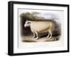 New Leicester (Dishle) Ram, 1842-null-Framed Giclee Print