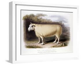New Leicester (Dishle) Ram, 1842-null-Framed Giclee Print