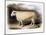 New Leicester (Dishle) Ram, 1842-null-Mounted Giclee Print